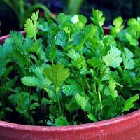 ราคา 1100 เมล็ด ผักชี ผักชีลา ผักหอมป้อม ผักหอมน้อย ผักหอม Non-GMO Cilantro Coriander สายพันธุ์ ผักชีจีน (42123801453)
