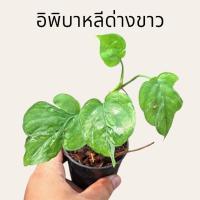 ราคา อิพิบาหลีด่างขาว ไม้ด่างสะสม ไม้ด่างหายาก. (ได้ต้นตรงปก) (27259090010)