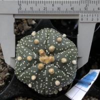 ราคา เอสโตรไฟตัม แอสโตรปลาดาว⭐️ (11002578162)