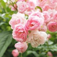 ราคา 20 เมล็ด กุหลาบ อังกฤษ พันธุ์เลื้อย สีชมพู กุหลาบพวง Rose seeds (11016819204)