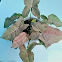 ราคา Syngonium Pink Spot ต้นออมชมพูใบด่าง พิงค์สปอต ไม้ด่างชมพู (11934379327)