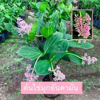 ราคา ต้นไข่มุกอันดามัน ไข่มุกอันดามัน (Malaysian orchid) ไม้ดอกสีชมพู ออกดอกตลอดปี (รับประกัน ส่งใหม่ฟรี หากสินค้าเเสียหาย!!) (22058166596)