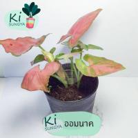 ราคา ต้นออมนาค ต้นไม้มงคล ต้นไม้จิ๋ว (17501291530)