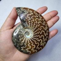 ราคา ฟอสซิลหอยแอมโมไนต์ (Ammonite Fossil) (55903392361)