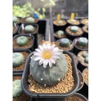 ราคา Lophophora Williumsii (7976937623)