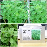 ราคา เมล็ดพันธุ์ สวีท มาร์จอแรม (Sweet Marjoram Seed) บรรจุ 500 เมล็ด คุณภาพดี ราคาถูก ของแท้ 100% (6035316057)