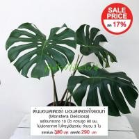 ราคา ต้นมอนสเตอร่า มอนสเตอร่าไจแอนท์ (Monstera Deliciosa) พร้อมกระถาง 10 นิ้ว ความสูง 80 ซม ไม้ฟอกอากาศ ใบใหญ่เขียวเข้ม 3 ใบ (12910186237)