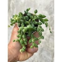 ราคา Senecio Herreianus Variegated สร้อยไข่มุกรีด่าง (ไม้แม่พันธุ์จากเกาหลี) กุหลาบหิน ไม้อวบน้ำ ขนาด 2 นิ้ว (40958344522)