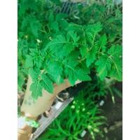 ราคา ต้นกล้ามะเขือเทศเตี้ย ไทนี่ ทิม Tiny Tim Tomato สีแดงอร่อย หวาน กรอบ สวยงามมีราคา กล้าละ 19บาท (20439760380)