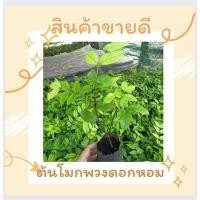 ราคา ต้นไม้ โมกพวง ดอกหอม ขั้นต่ำ10ต้น ขนาดต้น25cm (8796346545)