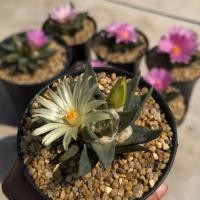 ราคา อริโอคาปัสไตรโกนัสไม้เมล็ด Ariocarpus Trigonus Seeds พิเศษไซร์ออกดอก (54702391494)