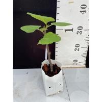 ราคา มะเดื่อฝรั่ง Fig พันธุ์ iraqi (21647897158)