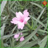 ราคา ต้นต้อยติ่ง สีชมพู ต้อยติ่ง ต้นต้อยติ่งฝรั่ง ต้อยติ่งฝรั่ง ในกระถาง 5 นิ้ว แตกรากแล้ว ต้นฟ้าประทานพร (27253246445)