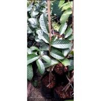 ราคา ต้นลางสาด​ แบบเสียบยอด (3253905945)