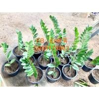 ราคา ต้นกวักมรกต(เขียว)ต้นสวยงาม (11515435761)