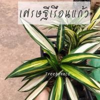ราคา ว่านเศรษฐีเรือนแก้ว ถุงละ 49฿ (7035988365)