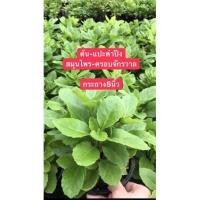 ราคา แปะตำปึงใบกลม หรือ ผักพันปี สมุนไพรครอบจักรวาล จัดส่งพร้อมกระถาง5นิ้ว (11650588354)