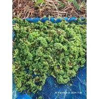 ราคา ดอกแหนแดง อาหาร พืช สัตว์ โปรตีนสูง (26359740829)