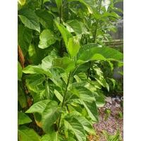 ราคา ใบหนานเฉาเหว่ยหรือใบป่าช้าเหงา ใบสดสำหรับประกอบอาหารต้มหรือกินสด ขนาด 100 กรัม (29673550321)