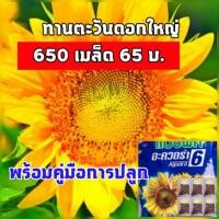 ราคา 650 เมล็ด เมล็ดดอกทานตะวันดอกใหญ่ แปซิฟิก อะควอร่า6 แบ่งขาย เมล็ดทานตะวันชมดอก เมล็ดดอกทานตะวัน (5831800712)
