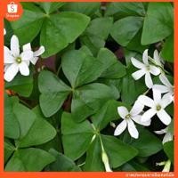 ราคา Oxalis Birgit บรรจุ 4 หัว 100 (17675862743)