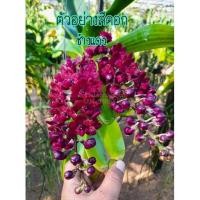 ราคา กล้วยไม้ช้างแดง (ไม้นิ้ว) ชุด 10 ต้น (20162264235)