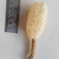 ราคา ใยบวบป่าแบบมีเชือกห้อยขนาด 2 นิ้ว (100 ชิ้น) (7117319599)