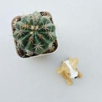 ราคา Melocactus lemairei (3913722)