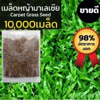 ราคา [10000เมล็ด] เมล็ดหญ้ามาเลเซีย เมล็ดหญ้ามาเล หญ้ามาเลเซีย เมล็ดหญ้ามาเลย์ Tropical Carpet Grass Lawn หญ้าปูสนาม สนามหญ้า (10933976451)