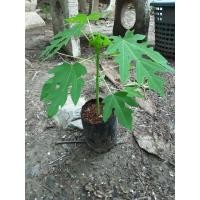 ราคา ต้นมะละกอพันธุ์ฮอลแลนด์ นิยมปลูกกันมาก เป็นที่ต้องการของตลาดอย่างมาก โดยเฉพาะผลสุก (22470629714)