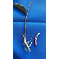 ราคา ว่านดอกทองเขมร 1แถม1(ต้นแถมดอก) ว่านราคะ ว่านมหาเสน่ห์ ว่านดอกทอง ดอกทองแท้ ว่านรากราคะ (27385407657)