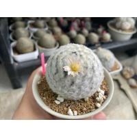 ราคา กระบองเพชร แมมขนนกขาวขนร่ม (53455861396)