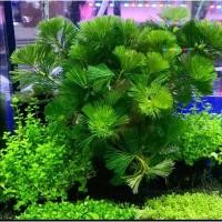 ราคา สาหร่ายหางกระรอกกระถาง (29853013028)