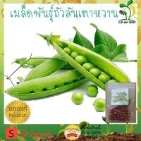 ราคา เมล็ดพันธุ์ ถั่วลันเตา 50 เมล็ด ปลูกง่ายต้นใหญ่ ฝักยาวรีสีเขียวสด ติดฝักดก ผลผลิตสูง By JJ.Plant Seeds ถั่วลันเตาหวาน (2834418912)