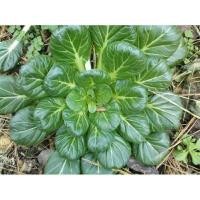 ราคา QW RED เมล็ดพันธุ์ ผัก กวางตุ้ง แทตฉ่อย หรือกวางตุ้ง ดอกไม้ไฟ (Tat Soi Chinese flat cabbage) บรรจุ 500 เมล็ด (54705951092)