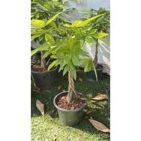 ราคา #ต้นศุภโชคไทย ถักเปีย #ไม้ประดับมงคลทรงสวย #ช่วยเสริมฮวงจุ้ย.ต้นศุภโชค (Malabar Chestnut, Saba nut,Pachira aquat30-60cm (12299638685)