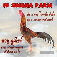 ราคา ไข่เชื้อไก่ชน ลูกพายุ โกวเซ้มฟาร์ม แข้งหน้าธรรมชาติ รับประกันเชื้อ ส่งด่วนทั่วประเทศ! (56050532498)