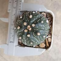 ราคา astrophytum แอสโตรไฟตัม เพาะเมล็ด ( cactus แคคตัส ) สั่งไซต์ใหญ่สุดแถมฟรีส่งทั้งกระถางให้นะคะ (2743727129)