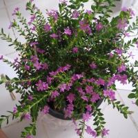 ราคา ต้นหลิวม่วงแคระ ต้นหลิวไต้หวัน ดอกสีม่วง พุ่มสวย ไม้แดด ส่งพร้อมกระถาง 6 นิ้ว (21683862166)