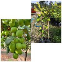 ราคา ต้นกล้าพุธชานมสด.3รส..แบบทาบกิ่ง (4958901331)