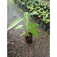 ราคา ต้นชะมวง ใบเปรี้ยว พันธุ์ดี (5335257408)