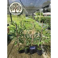 ราคา ต้นทุเรียนพวงมณีเสียบยอด สูง100ซม.ถุงเบอ10 (25697923816)