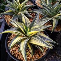 ราคา ม้าเวียนด่าง ฮาโวเทีย Haworthia limifolia variegated (24488419063)