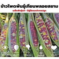 ราคา เมล็ดพันธุ์ข้าวโพดเทียน พันธุ์พลอยสยาม เทียนพลอยสยามของแท้ มีน้อย มีจำกัด พร้อมคู่มือปลูกแนะนำการปลูก พร้อมจัดส่งทุกวัน (13205559231)