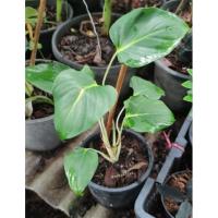 ราคา เสน่ห์จันทร์ขาว พร้อมส่ง (9293560297)