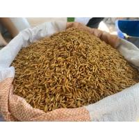 ราคา 5 กิโลกรัม เมล็ดพันธุ์ข้าวเหนียวเขี้ยวงู คัดพิเศษ ปี68 (28584110720)