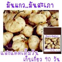 ราคา เมล็ด​พันธุ์​ มันแกว​ มันสะเภา​ มันตะเภา​ 30​ เมล็ด​ (3435430219)