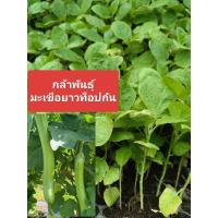 ราคา กล้าพันธุ์ มะเขือยาวท็อปกัน(ยกถาด105ต้น)มะเขือยาวเขียว (47150357495)
