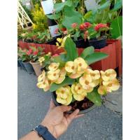 ราคา ต้นโป๊ยเซียน​สายพันธุ์​ดอกใหญ่ กระถาง5นิ้ว⭐มีหลายสีให้​เลือก​ค่ะ (16029734597)