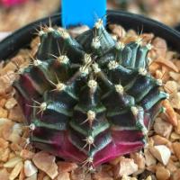 ราคา ❤️❤️มีส่งด่วน❤️❤️แคคตัส ไม้ชำหน่อ (R82)/Cactus/Gymno /Gymnocalycium /ยิมโนด่าง/ไม้ชำหน่อ (44273358290)